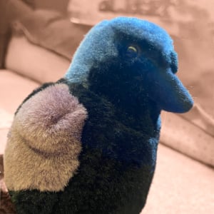 Jeff_grackle